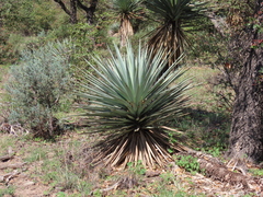 Yucca madrensis