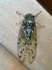 Tanna infuscata