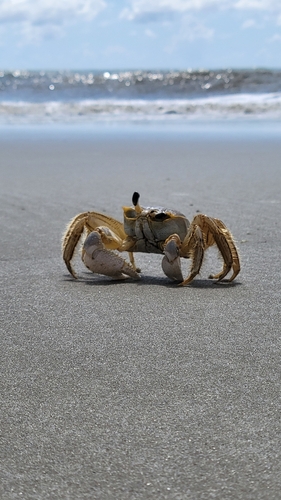 Atlantic Ghost Crab, photo 9 of 10