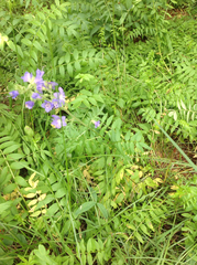 Polemonium occidentale