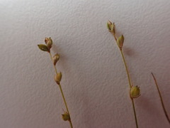 Carex disperma
