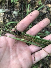 Carex superata