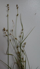 Carex disperma