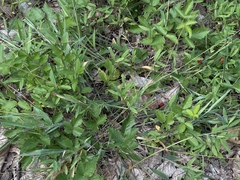 Dichanthelium villosissimum