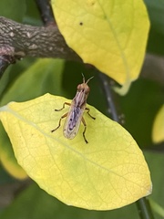 Elgiva solicita