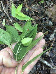 Physalis longifolia subglabrata