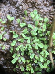 Ricciaceae
