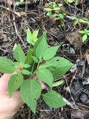 Physalis longifolia subglabrata
