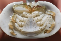 Cryptolithodes sitchensis