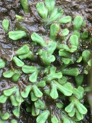 Ricciaceae