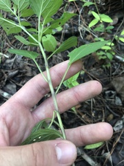 Physalis longifolia subglabrata