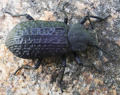 Iphthiminus opacus