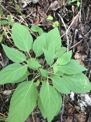 Physalis longifolia subglabrata