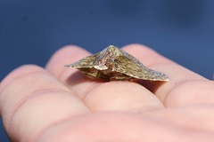 Cryptolithodes sitchensis