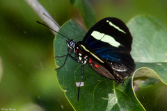 Heliconius sara sara
