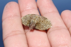 Cryptolithodes sitchensis