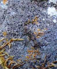 Pedetontus submutans