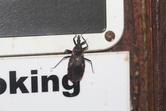 Triatoma sanguisuga