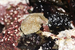 Cryptolithodes sitchensis