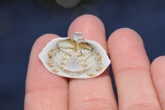 Cryptolithodes sitchensis