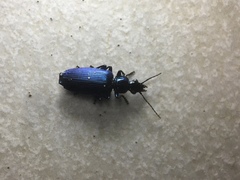 Carabidae