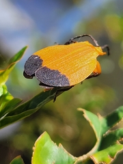Lycus arizonensis