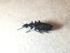 Carabidae