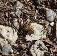 Apis mellifera