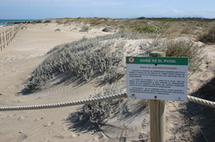 Achillea maritima maritima