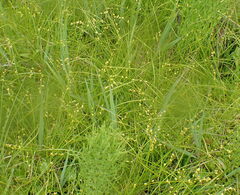 Carex disperma