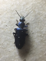 Carabidae