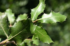 Quercus coccifera coccifera