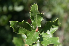 Quercus coccifera coccifera