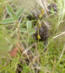 Carex disperma