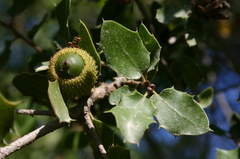 Quercus coccifera coccifera