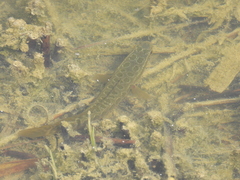 Channa argus