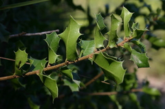 Quercus coccifera coccifera