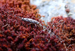 Pedetontus submutans