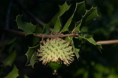 Quercus coccifera coccifera
