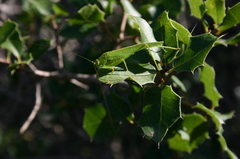 Quercus coccifera coccifera