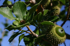 Quercus coccifera coccifera