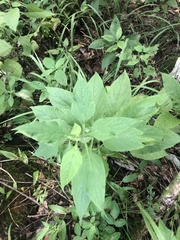 Salvia chapmanii