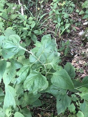 Salvia chapmanii