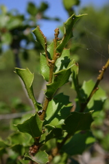 Quercus coccifera coccifera