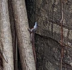 Anolis sagrei