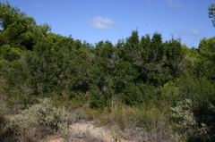 Quercus coccifera coccifera