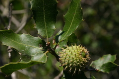 Quercus coccifera coccifera