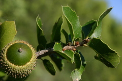 Quercus coccifera coccifera