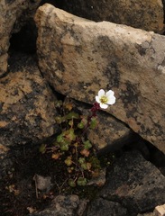 Saxifraga cernua