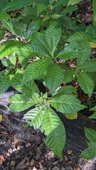 Psychotria nervosa